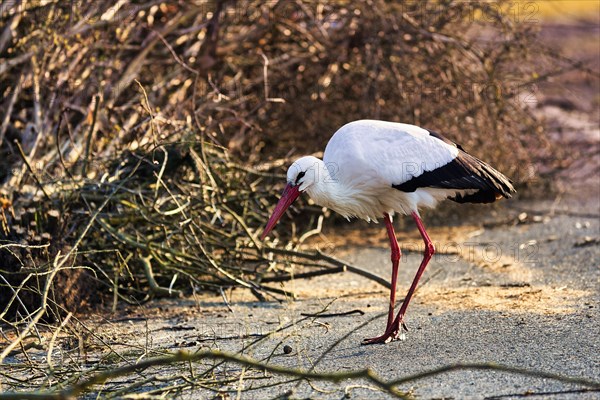 White stork