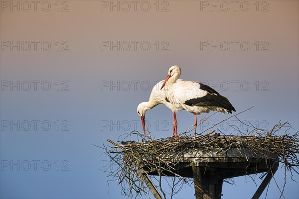 White stork