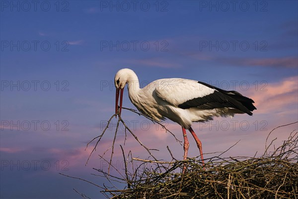 White Stork