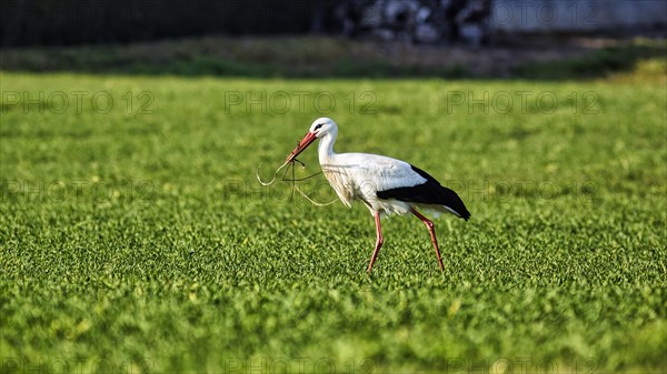 White Stork