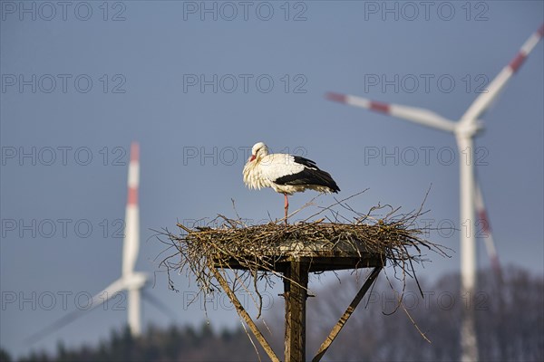 White stork