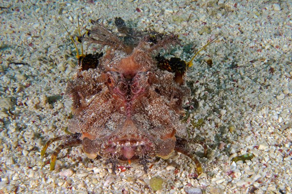 Portrait of filament-finned stinger