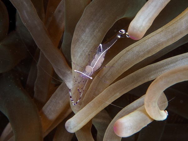 Ancylomenes longicarpus