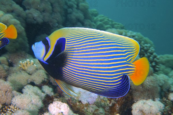 Emperor angelfish