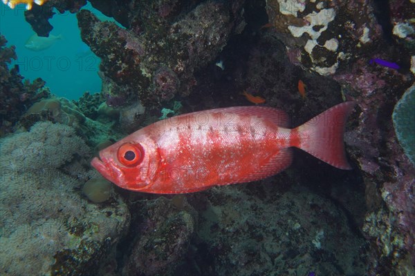 Common bigeye