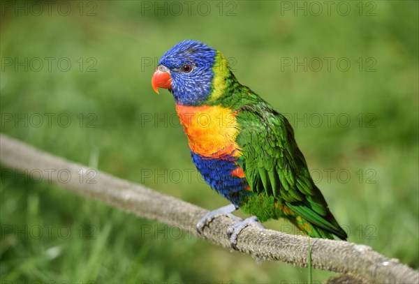 Coconut lorikeet