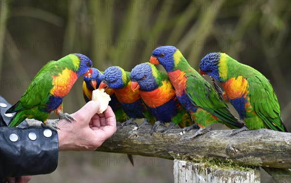 Coconut lorikeets