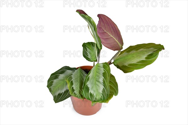 Exotic 'Maranta Leuconeura Silver Band' houseplant in flower pot on white background