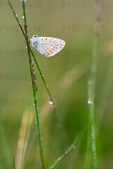 Common blue butterfly