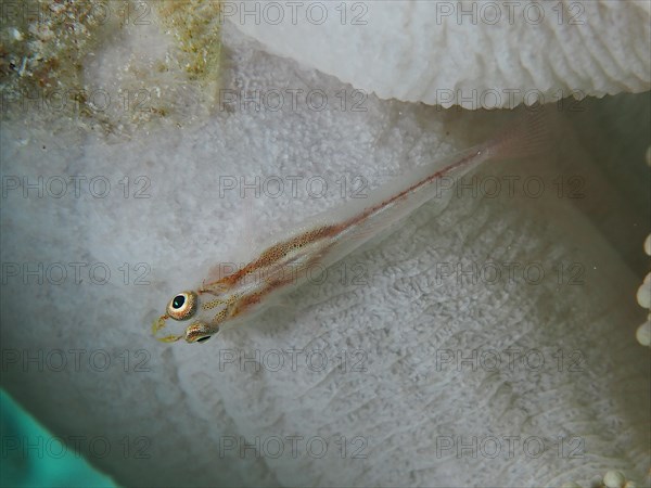 Mozambique toothy goby