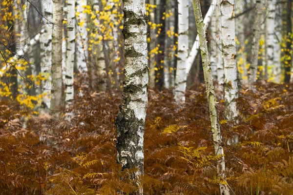 Tree trunks in a warty birch