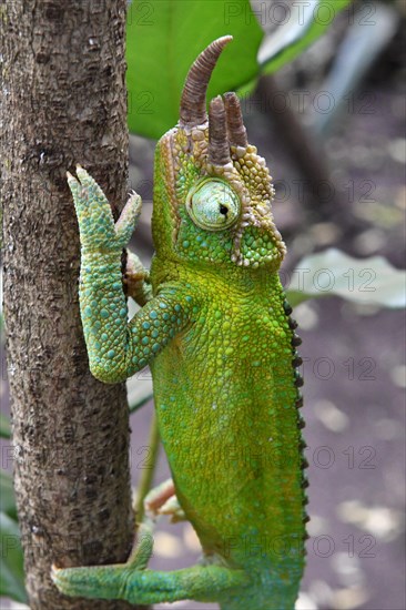 Jacksons horned chameleon