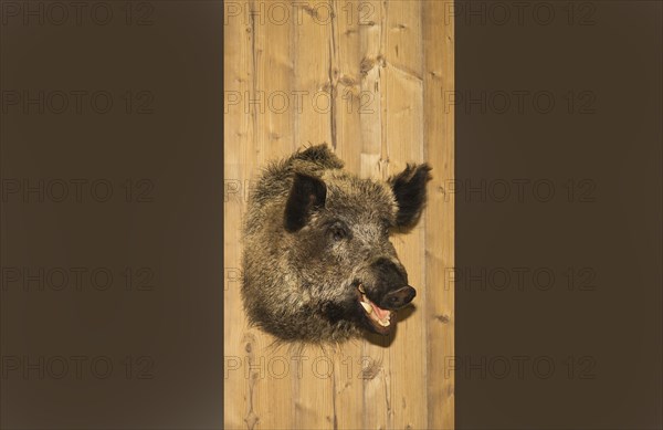 Preperated boars head hangs on a wooden wall