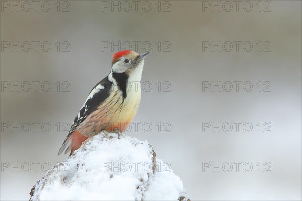 Middle Spotted Woodpecker