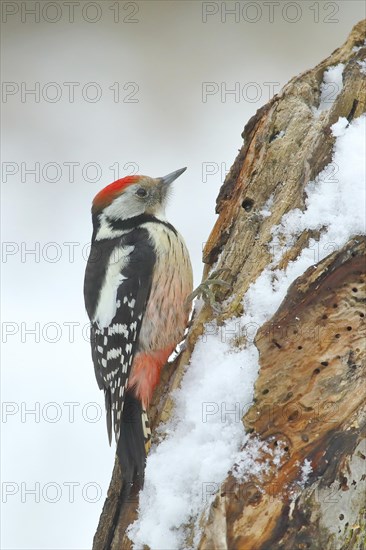 Middle Spotted Woodpecker