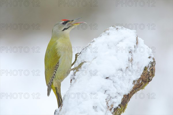 Grey-headed woodpecker