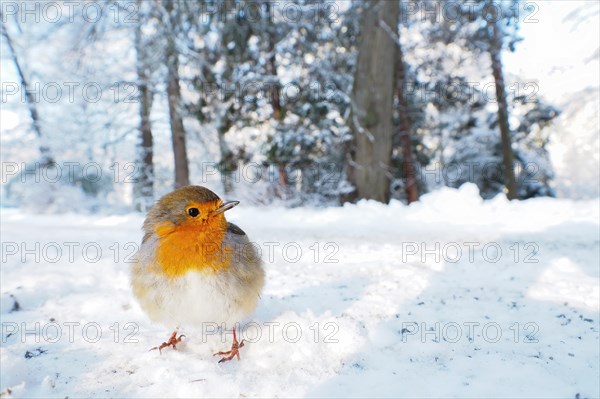 European robin