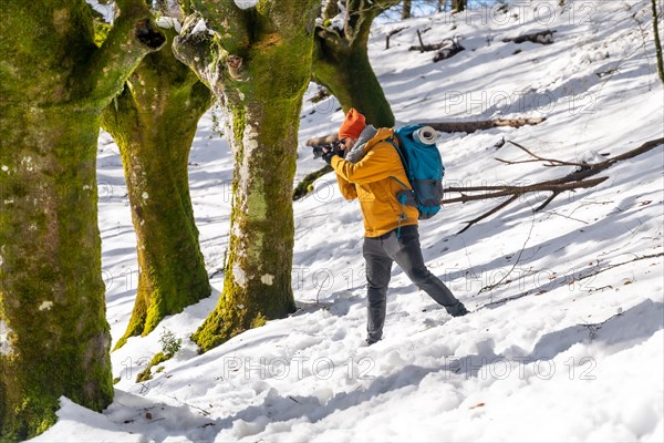 Photographer doing a trekking with a backpack taking pictures of a beech forest with snow