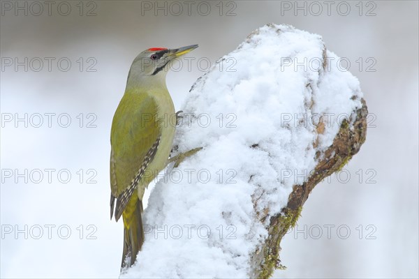 Grey-headed woodpecker