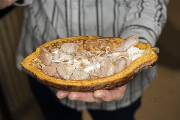 A person holds a halved cocoa fruit