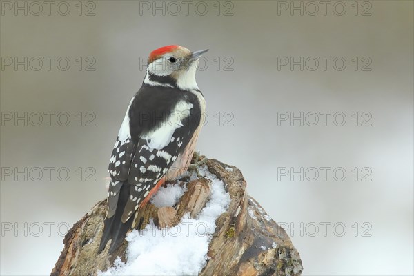 Middle Spotted Woodpecker