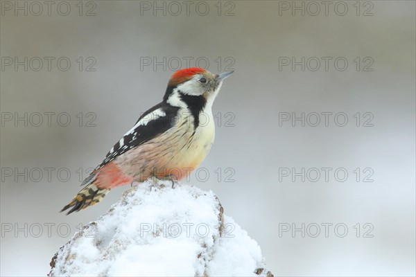 Middle Spotted Woodpecker