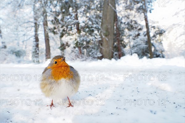 European robin