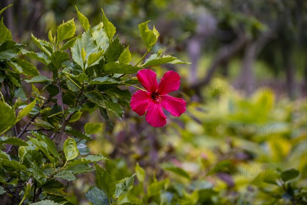 Red hibiscus flower