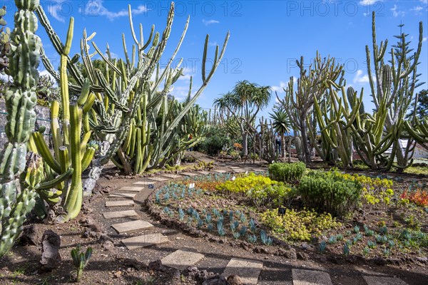 Cacti in the Funchal Botanical Garden