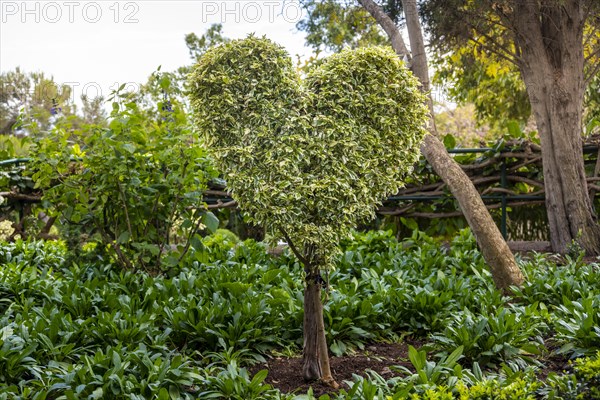 Heart-shaped bush