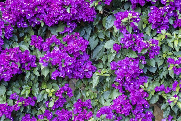 Purple Bougainvillea