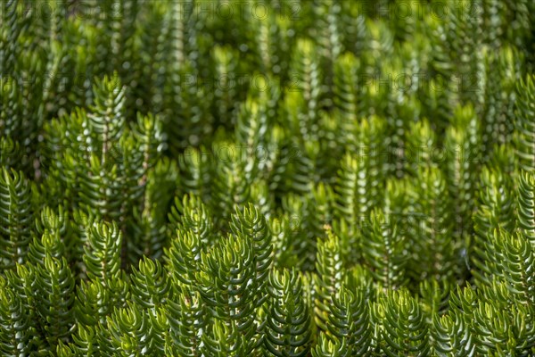 Green plants