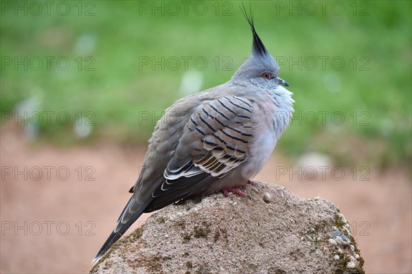 Crested Pigeon