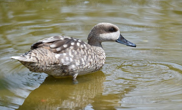 Marbled Duck