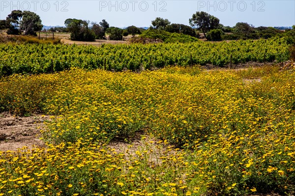 Fertile Phoenician island of Mozia