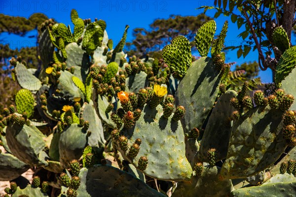 Cactus flowers