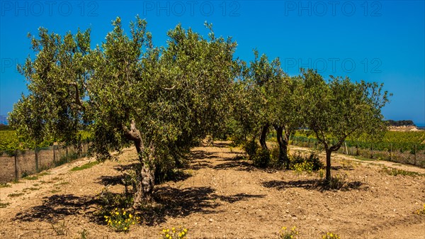 Olive cultivation