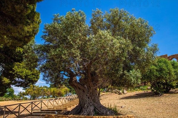 Olive tree