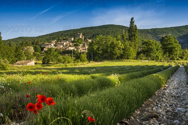 Medieval village and lavender field