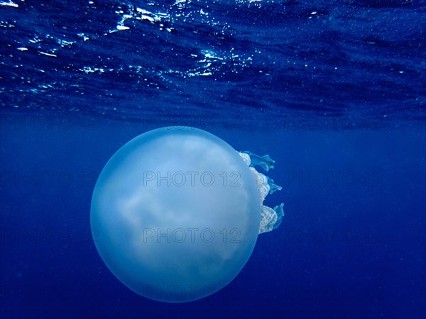 Barrel jellyfish