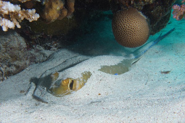 Bluespotted ribbontail ray