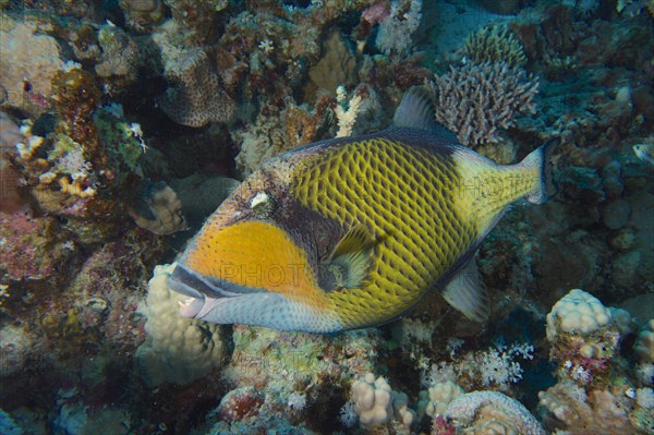 Titan triggerfish