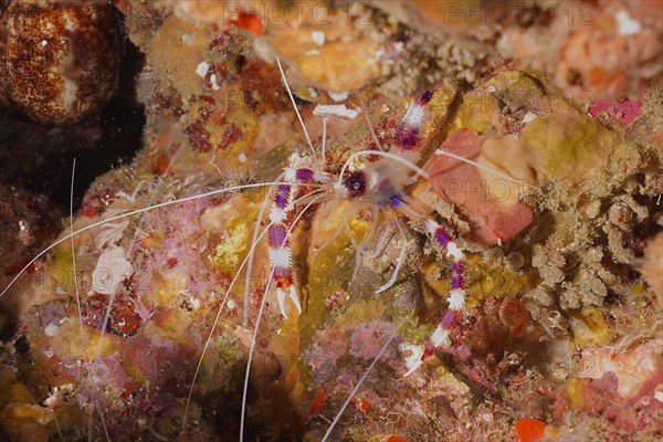 Banded coral shrimp