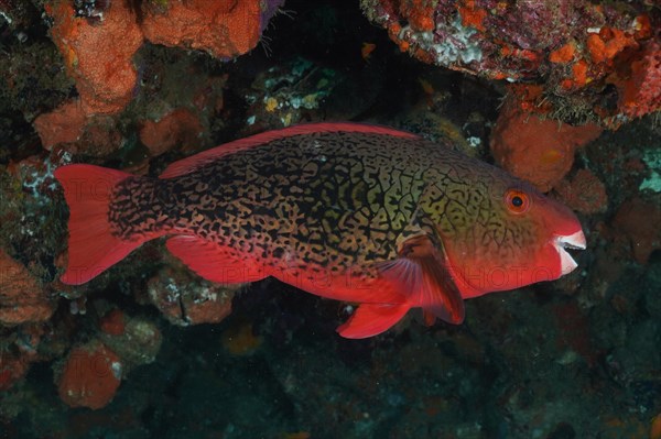 Nose hump parrotfish