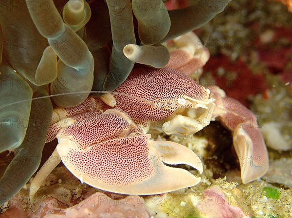 Spotted Porcelain Crab