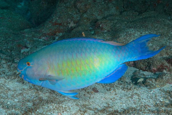 Nose hump parrotfish