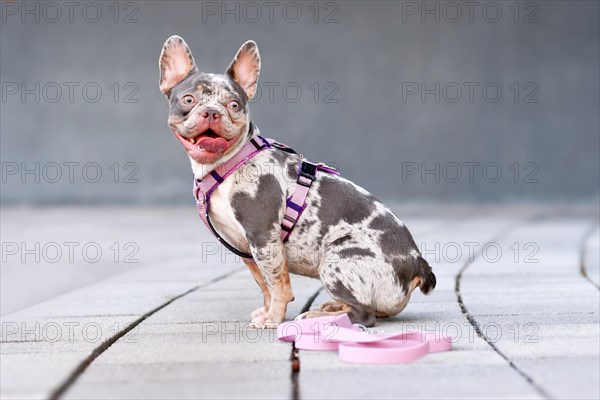 Merle tan French Bulldog dog wearing pink dog harness in front of gray wall