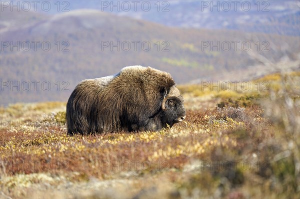 Musk ox