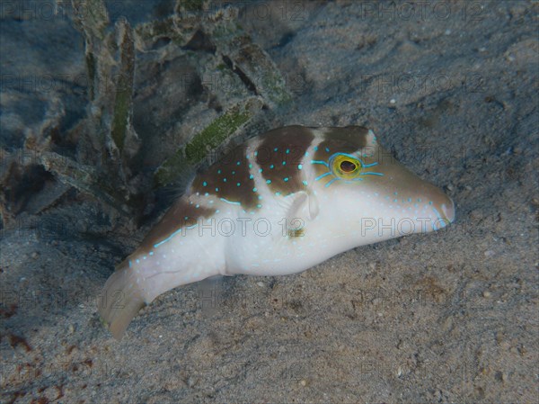 Crowned puffer