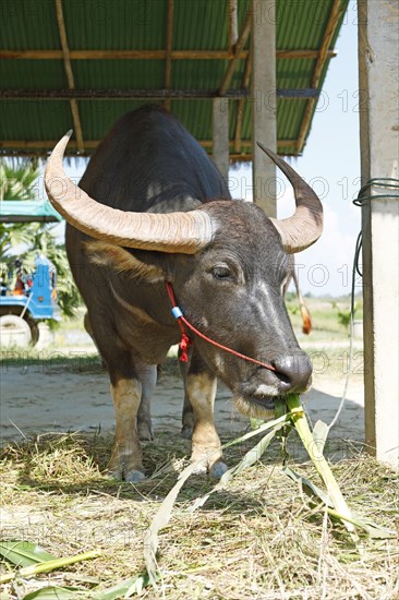 Water buffalo eating corn